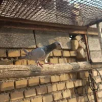 سه تا نر دورگ|پرنده|بهبهان, |دیوار