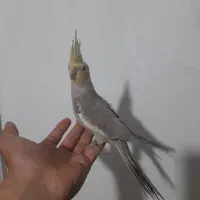 عروس هلندی دستی|پرنده|بهار, |دیوار