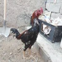 خروس لاری بهترین نژادبالا ۳.۵ دنگ