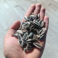 تخمه آفتابگردان امسالی|عمده‌فروشی|مشهد, انقلاب|دیوار