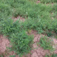 فروش یونجه