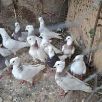 کبوتر طوقی 10 عدد
