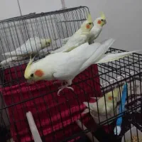 انواع عروس هلندی لوتینو|پرنده|اندیمشک, |دیوار