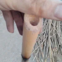 نی خیزران بامبو|ماهیگیری|ورامین, ورامین|دیوار