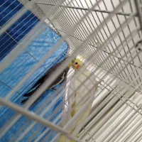 جفت عروسی هلندی مولد|پرنده|مشهد, خواجه ربیع|دیوار