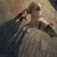 سگ خراسانی سرابی