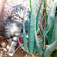 دو عدد بچه گربه  واگذار میشه|گربه|پاکدشت, پاکدشت (مامازند)|دیوار