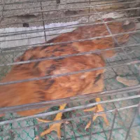 دوتا مرغ خونگی سالمه وتمیز نر وماده