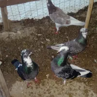 کفتر،کبوتر
