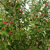 باغ با خانه باغ در شهر هریس