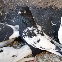 هفت تا صید قلدر