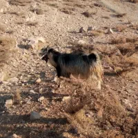 فروش چپش|حیوانات مزرعه|یاسوج, |دیوار