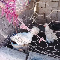 یک جفت مرغ و خروس تزیینی معاوضه با بوقلمون