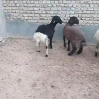 بره نر|حیوانات مزرعه|مشهد, كنويست|دیوار