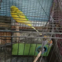 مرغ عشق|پرنده|اراک, |دیوار