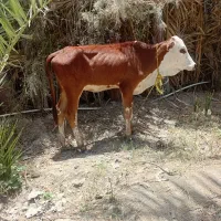 گوساله ۴ماهه