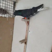 کبوتر|پرنده|مشهد, احمدآباد|دیوار