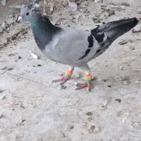 کبوترپلاکی|پرنده|سراوان, |دیوار