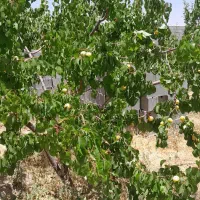 فروش باغ شهری 1500متری|فروش زمین و ملک کلنگی|مرودشت, ده بید|دیوار