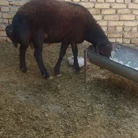 بره قوچ
