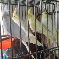 عروس سه تا ماده قیمت مناسب سه تا 2200