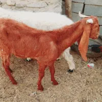 بز گلابی بره کره نر