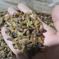 بازرگانی کشمش همراز (پخش کشمش و مویز )