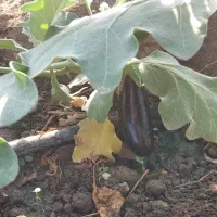 بادمجان رودان