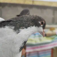 هفرنگ .چپ .طوقی|پرنده|بوئین زهرا, |دیوار