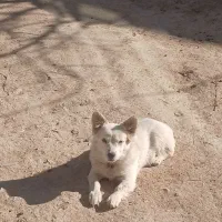 سگ پاکوتاه|سگ|اراک, |دیوار