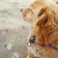 واگذاری سگ پا کوتاه نر