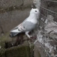 یک جفت کبوتر بلژیکی|پرنده|ماسال, |دیوار