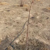 درخت و نهال مثمر میوه|خدمات باغبانی و درختکاری|پاکدشت, پاکدشت (مامازند)|دیوار