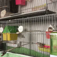 فروش فنچ کینگ به شرط تخمگذاری با قیمت مناسب|پرنده|الوند, |دیوار