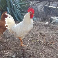 خروس و مرغ|حیوانات مزرعه|تهران, صادقیه|دیوار