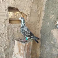 کبوتر پرشی سار