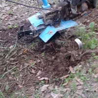 خدمات باغبانی