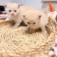 بریتیش اصیل