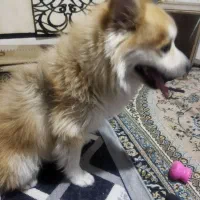 فروش حیوان خانگی سگ پامر روباه۴|سگ|محمدشهر, شهرک پیام (مهرالبرز)|دیوار