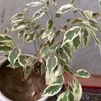 بنجامین ابلق و سبز|گل و گیاه طبیعی|فسا, |دیوار