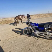 اسب یورقه|اسب و تجهیزات اسبسواری|تربت جام, بوستان وحدت|دیوار