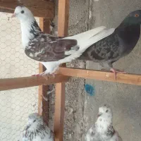 کبوتر مهری گرفته شده