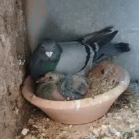 پلاکی تار شده محدوده سرجو|پرنده|الیگودرز, |دیوار