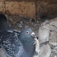 ماده کفتر مسافتی پلاکی