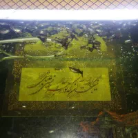 ماهی گوپی نژاد دار|ماهی|همدان, |دیوار