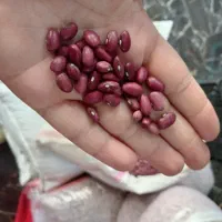 حبوبات لوبیاچیتی، عدس|خوردنی و آشامیدنی|نسیم‌شهر, |دیوار