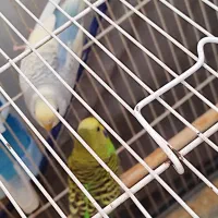 2جفت مرغ عشق تخم گذارونژاد دار با3عددقفس بزرگ دودر|پرنده|کرمان, |دیوار