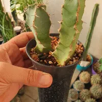 گیاه کاکتوس افوربیا|گل و گیاه طبیعی|تهران, ائمه اطهار|دیوار