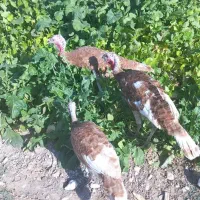 فروش ۶تا بوقلمون بوربورن هشت ماهه|حیوانات مزرعه|قیروکارزین, |دیوار