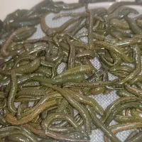 زالوی طبی استریل در تمام سایزها